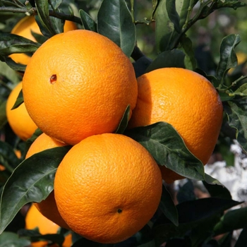 Cara Cara Orange - Citrus sinensis 'Cara Cara'