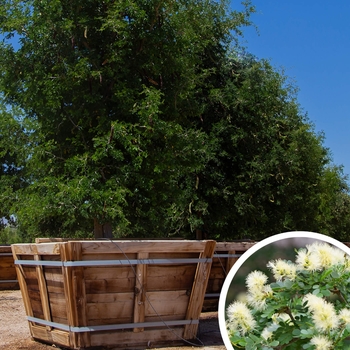 Texas Ebony - Ebenopsis ebano x Pithecellobium flexicaule