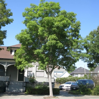 Raywood Ash - Fraxinus angustifolia