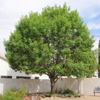 Majestic Beauty Ash - Fraxinus uhdei 'Majestic'