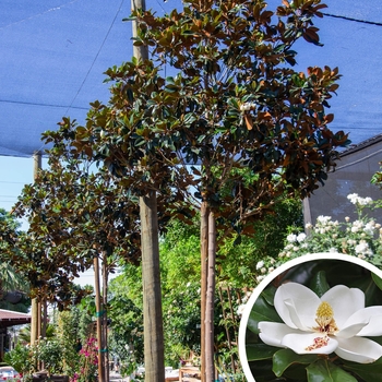 Magnolia D.D. Blanchard - Magnolia grandiflora 'D.D. Blanchard'