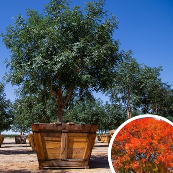 Red Push Chinese Pistache - Pistacia chinensis 'Red Push'