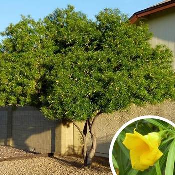 Yellow Oleander - Thevetia peruviana