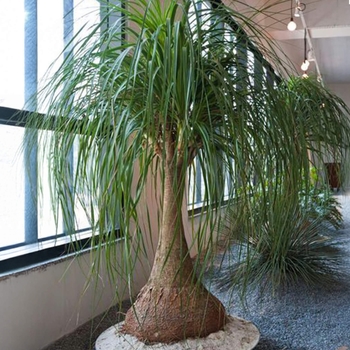 Pony Tail Palm - Beaucarnea recurvata