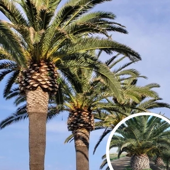 Canary Island Date Palm - Phoenix canariesis