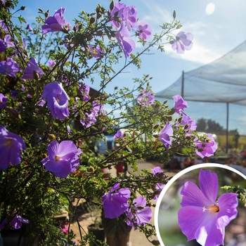 Blue Hibiscus - Alyogyne huegelii 'Santa Cruz'