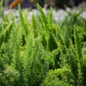 'Myerii' Foxtail Fern - Asparagus densiflorus