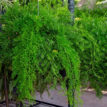 Asparagus Fern - Asparagus densiflorus 'Sprengeri'