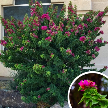 Torch Glow Bougainvillea - Bougainvillea 'Torch Glow'
