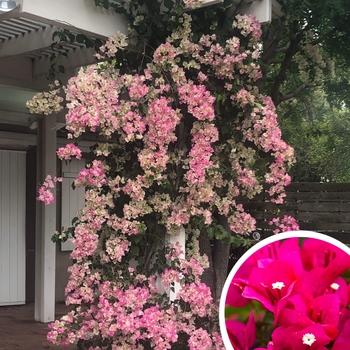 Bougainvillea Vine - Bougainvillea