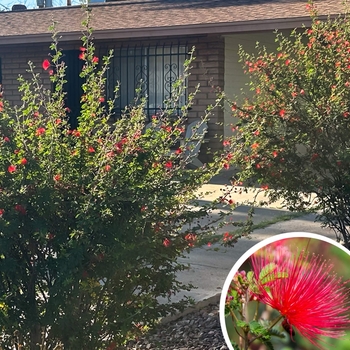 Baja Fairy Duster - Calliandra californica