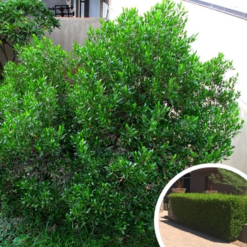 Hopseed - Dodonaea viscosa