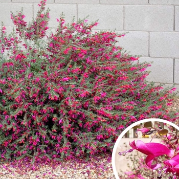 Valentine Red Emu Bush - Eremophila maculata 'Valentine'