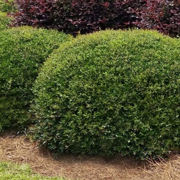 Stokes Dwarf Yaupon Holly - Ilex vomitoria 'Stokes Dwarf'