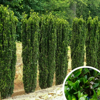 Will Fleming Yaupon Holly - Ilex vomitoria 'Will Fleming'