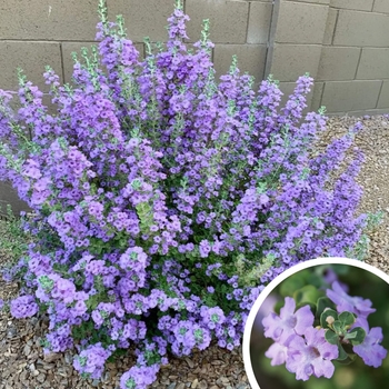 Lynn's Legacy Texas Sage - Leucophyllum langmaniae 'Lynn's Legacy'