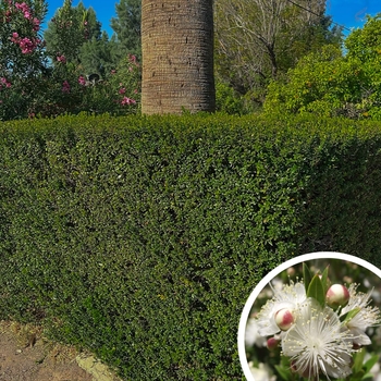 Dwarf Myrtle - Myrtus communis 'Compacta'