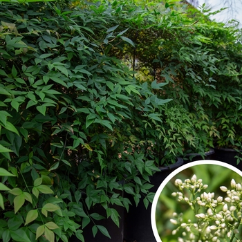 Heavenly Bamboo - Nandina domestica