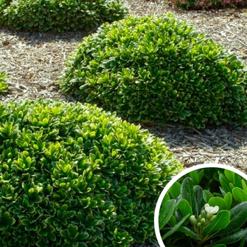 Wheeler's Dwarf Mock Orange - Pittosporum tobira 'Wheeler's Dwarf'