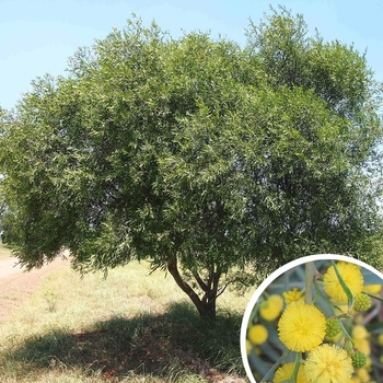 Willow Acacia (Blue-Leaf Wattle) - Acacia salicina