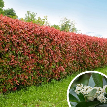Red Tip Photinia - Photinia fraseri