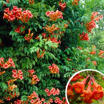 Trumpet Creeper - Campsis radicans