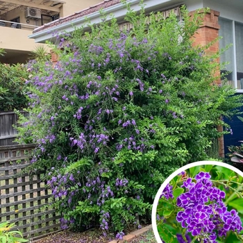 Sky Flower (Golden Dewdrops) - Duranta erecta