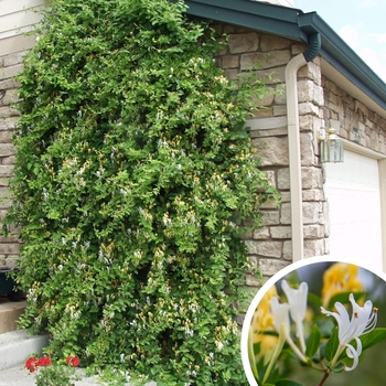 Hall's Honeysuckle - Lonicera japonica