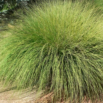 Deer Grass - Muhlenbergia rigens