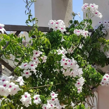 Bower Vine - Pandorea jasminoides