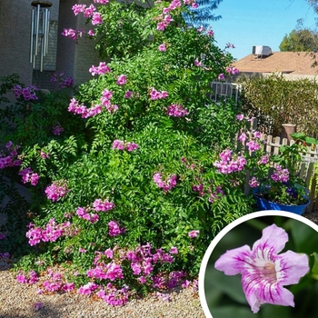 Pink Trumpet Vine - Podranea ricasoliana