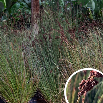 Bamboo Rush (Small Cape Rush) - Chrondropetalum tectorum 