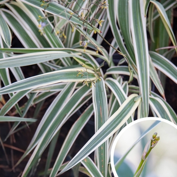 Variegated Flax Lily - Dianella tasmanica