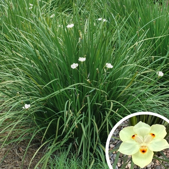 Bicolor Iris - Dietes bicolor
