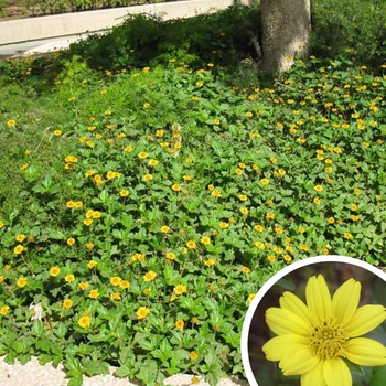 Yellow Dot - Sphagneticola trilobata (Wedelia trilobata)