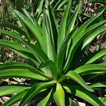 Smooth Agave - Agave desmettiana