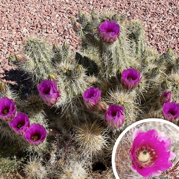 Strawberry Hedgehog - Echinocereus engelmannii