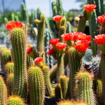 Red Torch Cactus - Echinopsis huascha 'grandiflora'