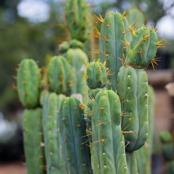 San Pedro Cactus - Echinopsis pachanoi