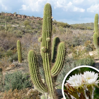 Cardon Grande (Argentine Saguaro) - Echinopsis terscheckii (Trichocereus terscheckii)