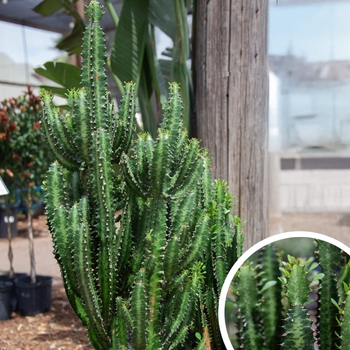 African Candelabra - Euphorbia 'Ammak Green'