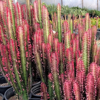 Red Candelabra Cactus - Euphorbia trigona 'rubra'