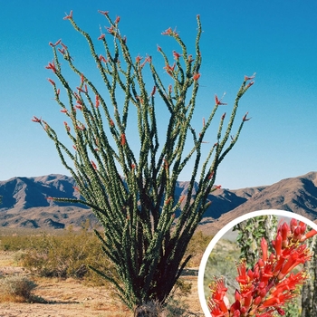 Ocotillo - Fouquieria splendens