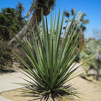 MacDougall’s Century Plant - Furcraea macdougalii