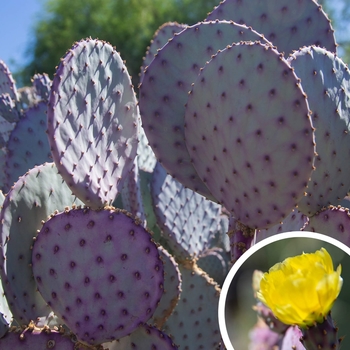 Santa Rita Prickly Pear - Opuntia 'Santa Rita'