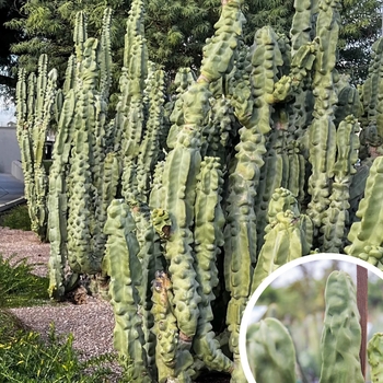 Totem Pole Cactus - Pachycereus schottii 'monstrosus'