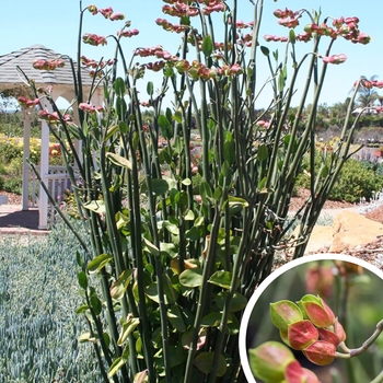 Tall Slipper Plant - Pedilanthus bracteatus (Euphorbia bracteata)