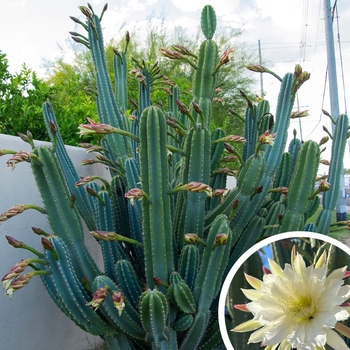 Organ Pipe Cactus - Stenocereus thurberi