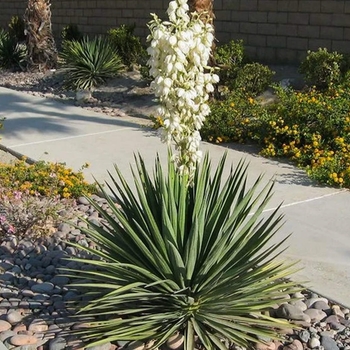 Adam's Needle Yucca - Yucca filamentosa 