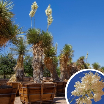 Thompson Yucca - Yucca thompsoniana